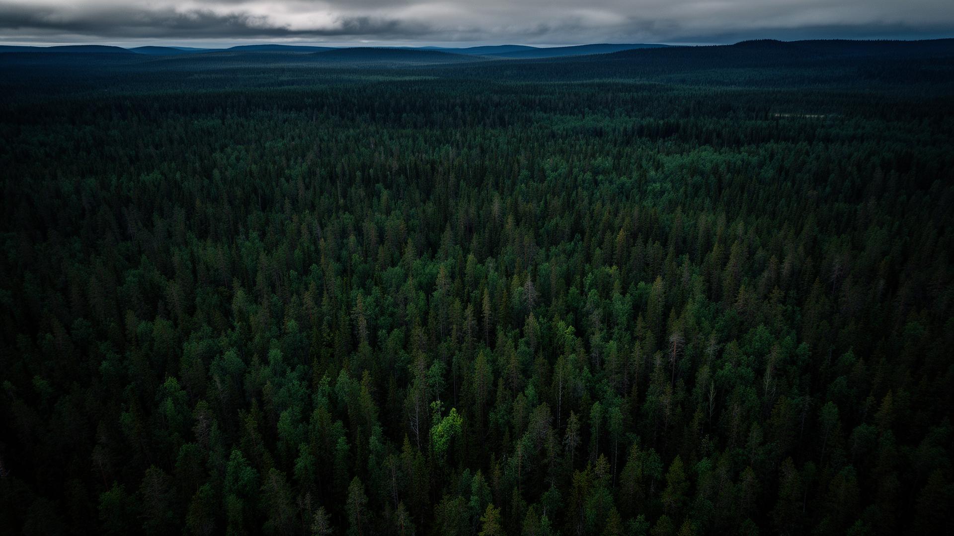 Svensk tallskog i soluppgång — symbol för ren luft och hållbarhet